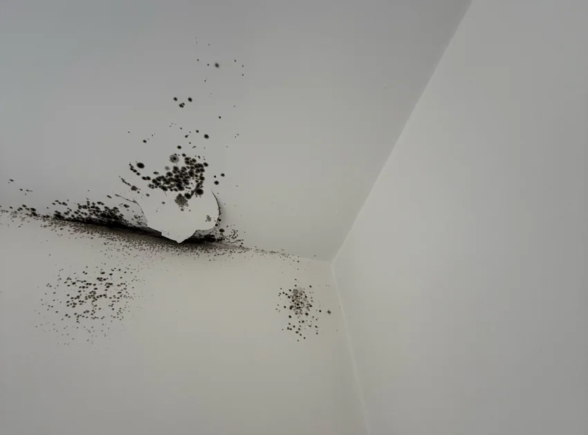 Snagging survey — mould on a wall and ceiling caused by leaking roof